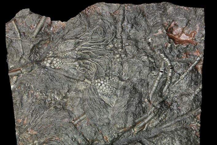 Silurian Fossil Crinoid (Scyphocrinites) Plate - Morocco #118531